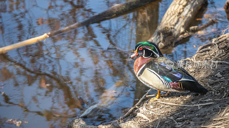 雄性木鸭或卡罗来纳鸭，Pato Joyuyo，（Aix sponsa），Canard Branchu ou Canard carolin。